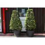 Two topiary Buxus pyramids with flat sides,