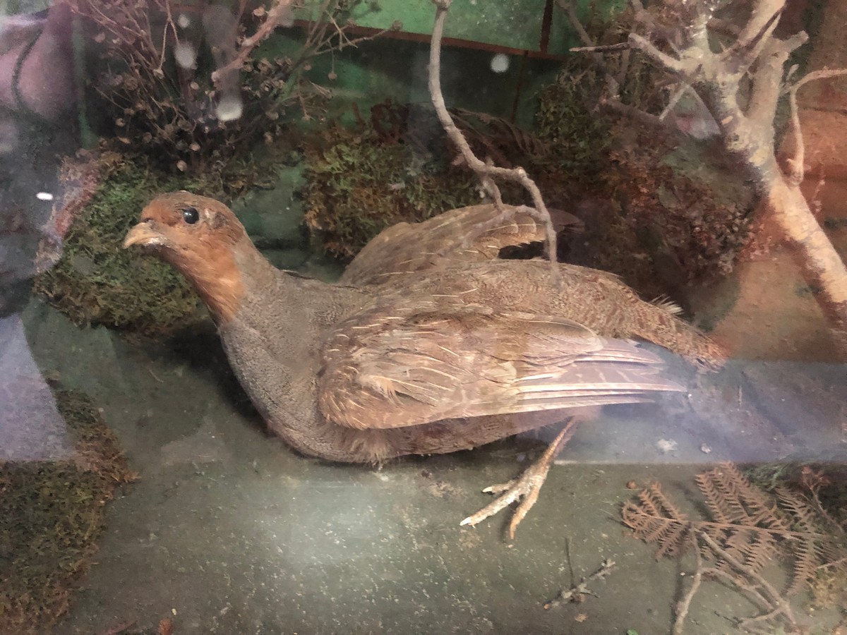 Taxidermy study of a fox and partridge in a naturalistic setting within a glazed case, - Image 5 of 11