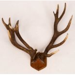 A pair of red deer antlers, with interesting deformity, mounted to an oak shield,