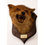 A taxidermy head of a fox,