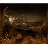 Taxidermy study of a brown speckled bird in a naturalistic setting within a glazed case,