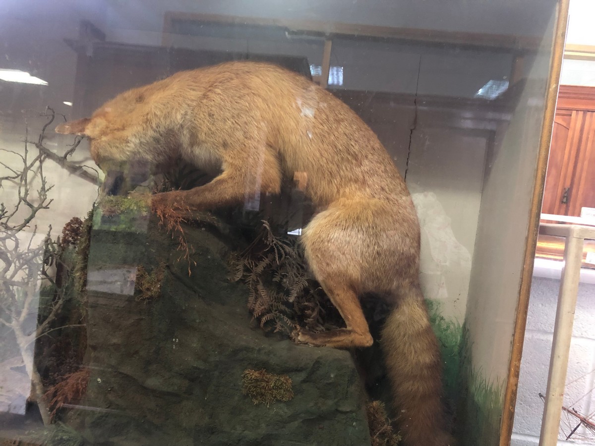 Taxidermy study of a fox and partridge in a naturalistic setting within a glazed case, - Image 6 of 11