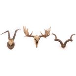 A pair of mounted elk antlers and two other pairs of antlers