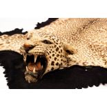 A leopard skin, circa 1935, with open mouth and glass eyes,