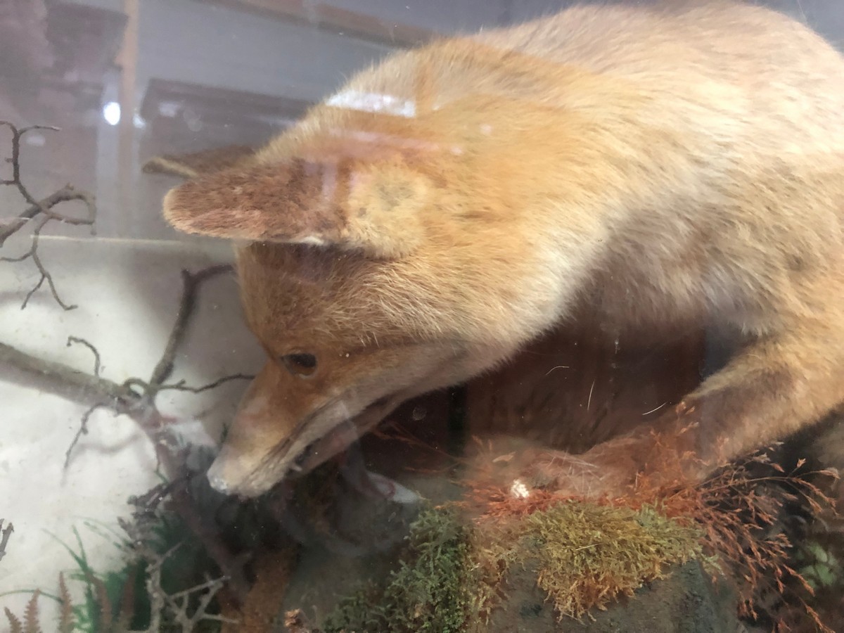 Taxidermy study of a fox and partridge in a naturalistic setting within a glazed case, - Image 3 of 11