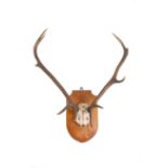 A pair of antlers mounted on a shield,