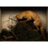 Taxidermy study of a fox and partridge in a naturalistic setting within a glazed case,