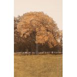 Phil Greenwood (born 1943)/Red Oak/signed and dated Greenwood '80,