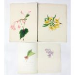 Nicole Hornby/Botanical Studies/three watercolours,