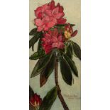 20th Century English School/Rhododendron/inscribed and dated May '65/oil on board, 63cm x 29.