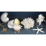 (lot of 7) Nautilus shells and other coral reef specimens, mounted on plastic stands