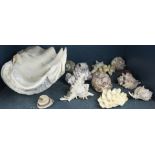 One shelf of shells and mollusk specimens