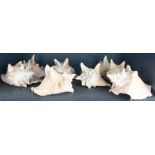 (lot of 8) Queen conch shells