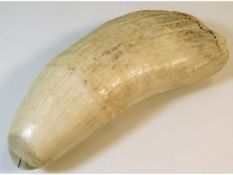 A 19thC. sperm whale tooth sold with current CITES certificate, 8.5in long, approx. 1.1kg