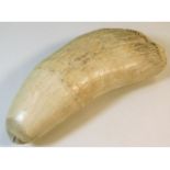 A 19thC. sperm whale tooth sold with current CITES certificate, 8.5in long, approx. 1.1kg