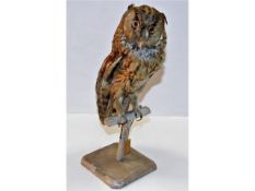 A mounted taxidermy of long eared owl, 15in high,