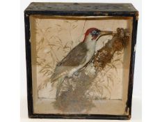 A c.1900 taxidermy of woodpecker, case 13.375in hi