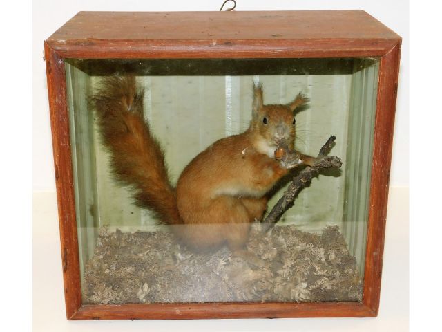 A c.1900 taxidermy of red squirrel, case 11.75in h
