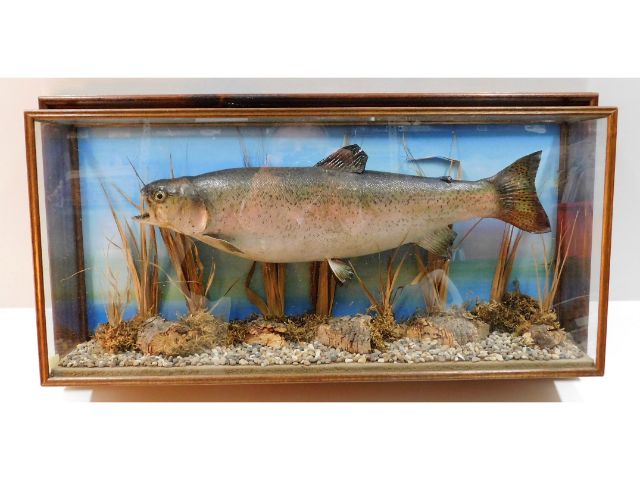 An early 20thC. framed taxidermy of large trout, c