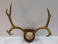 An eight point stag horn set, mounted, dated 1968,