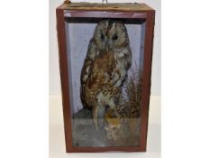 A c.1900 taxidermy of tawny owl, case 17in high x