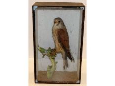 A c.1900 taxidermy of kestrel, case 16.5in high x