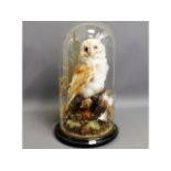 A Victorian taxidermy owl under glass dome, 18in t