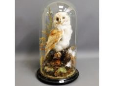 A Victorian taxidermy owl under glass dome, 18in t