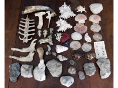 A quantity of shell, bone & fossil beach finds