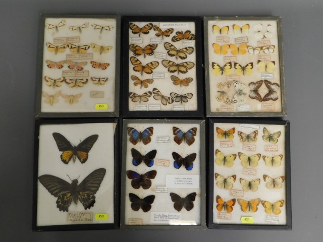 Six mounted butterfly groups