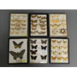 Six mounted butterfly groups