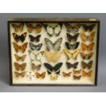 An early/mid 20thC. cased collection of butterflie