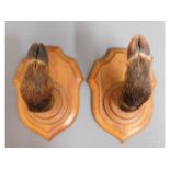 Two oak mounted taxidermy boar feet coat/hat hange