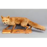 A 20thC. taxidermied fox, 37.5in long
