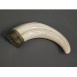 A mounted warthog tusk 4.5in long
