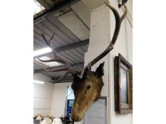 An early 20thC. mounted stags head, horns have ele