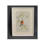 A framed Marjorie Blamey watercolour of a robin, i