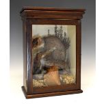 Taxidermy - Early 20th Century grey squirrel in a naturalistic setting, in a mahogany cabinet