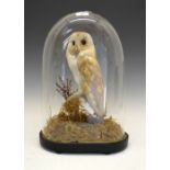 Taxidermy - Early 20th Century barn owl on a naturalistic base and beneath glass dome with