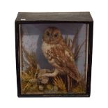 Taxidermy - Cased preserved owl, probably a Tawny Owl (Strix Aluco) perching on naturalistic base in
