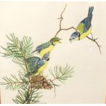Melvin Jones - Watercolour - Three Blue-Tits in a pine tree, signed and dated, 26cm x 25.5cm, framed