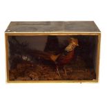 Taxidermy - Preserved Golden Pheasant in naturalistic setting with glass fronted case, 81cm x 46cm x