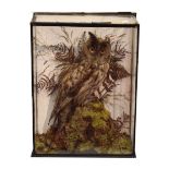 Taxidermy - Cased preserved owl, probably a Short-Eared Owl (Asio Flammeus) perched on a