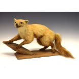 Taxidermy - Early 20th Century pine marten on a rectangular beech plinth, 32cm high Condition: