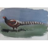 John Cyril Harrison (1898-1985) - Watercolour - Burmanius Pheasant, unsigned but with declaration
