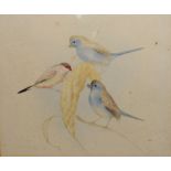 Edward Julius Detmold (1883-1957) - Watercolour - Millet Spray and Waxbill being a study of three