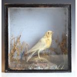 Taxidermy - Small stuffed bird in a naturalistic setting, cased, 25.5cm high overall Condition:
