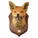 Taxidermy - Mounted fox head with plaque reading 'Earl of Harrington's Hounds March 21 1936 Margaret