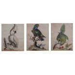 Three 18th Century coloured engravings of parrots published by George Edwards, 24cm x 19.5cm, framed