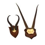 Taxidermy - Two mounted pairs of antelope horns by P. Spicer & Sons Taxidermists Leamington, the